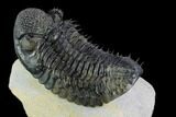 Spiny Drotops Armatus Trilobite - Top Quality Specimen #125097-4
